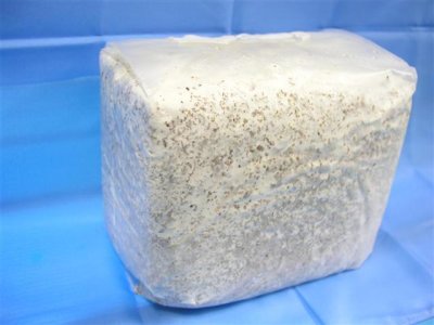 画像1: 極太オオクワ用　31Kカンタケ　ブロック (1)