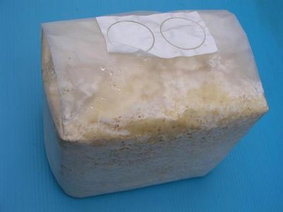 画像1: ルカディア：ブロック　10個入り (1)