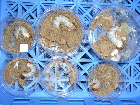 菌糸カップ　パラワン